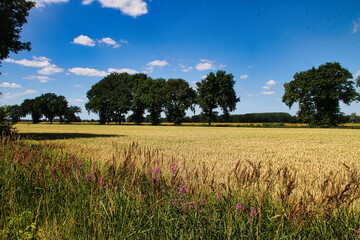 wheat field and sky