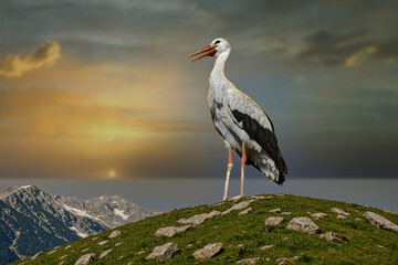 white stork in the grass