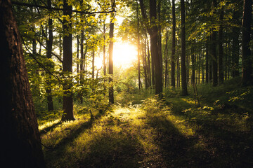 Forest landscape with sunrays shining through trees