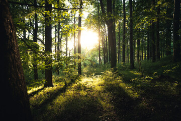 Obraz premium Forest landscape with sunrays shining through trees