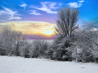 winter landscape with trees