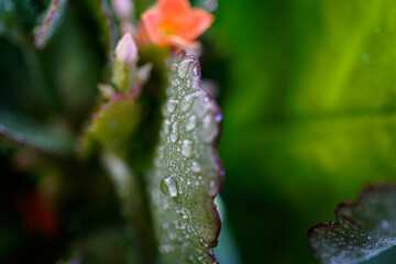 raindrops on flowers, macro photography, red and green, flowers, buds, close-up