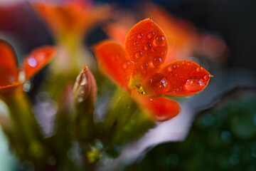 raindrops on flowers, macro photography, red and green, flowers, buds, close-up