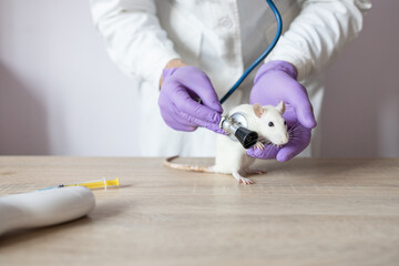 animal care, young specialist veterinarian examines white little rat with stethoscope on table in doctors office, close-up