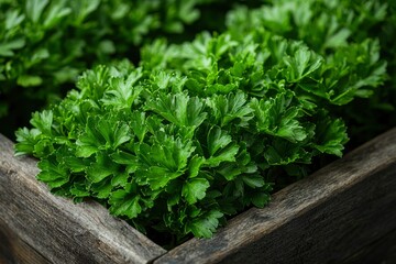 Obraz premium Green Parsley Leaves in a Wooden Planter