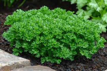 Lush Green Parsley Plant Growing in Garden Soil