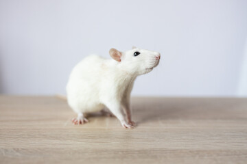 Cute detailed portrait of a young white rat, standing side ways. Looking curious towards camera. Isolated on a white background