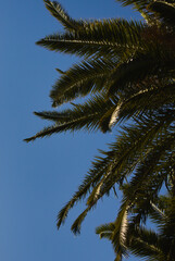 Exotic vegetation against the blue sky