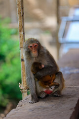 Heartwarming Moment of a Mother Monkey Embracing Her Baby

