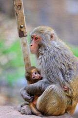 Naklejka premium Heartwarming Moment of a Mother Monkey Embracing Her Baby