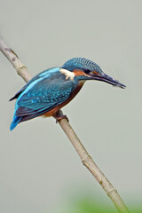 Common Kingfisher bird on a branch