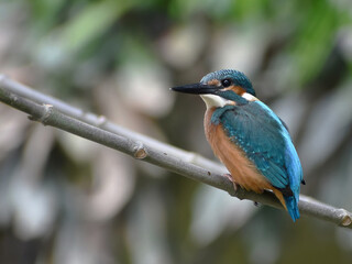 Common Kingfisher bird on a branch