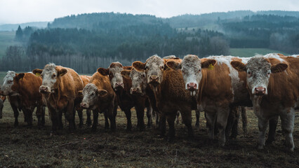 Group of cows on cloudy rainy day