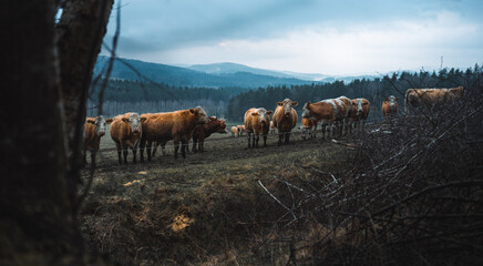 Group of cows on cloudy rainy day