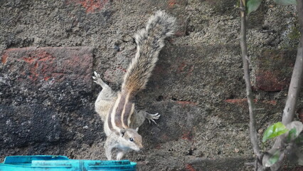 The Squirrels: Close-up of a squirrel in natural habitat, showcasing its expressive eyes, fluffy tail, and tiny paws, capturing a moment of curiosity