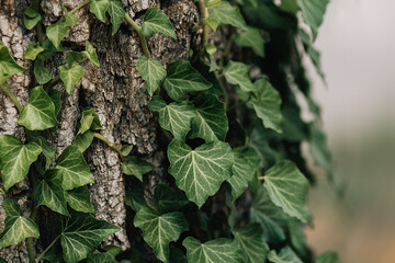 green ivy leaves