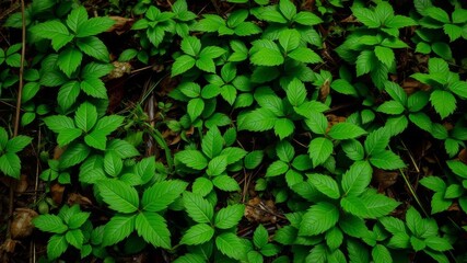 Lush green moss covering a forest floor in the soft light of morning, serene, outdoors