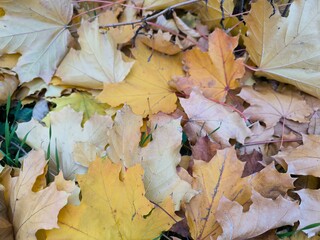 yellow autumn maple leaves on the grass