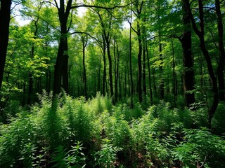 Lush green forest with towering trees, dense undergrowth, and dappled sunlight filtering through the leaves, serene, tranquil