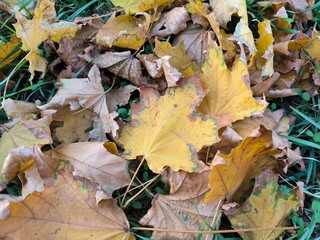 yellow autumn maple leaves on the grass