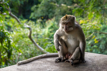Monkey in a forest in Bali, Indonesia