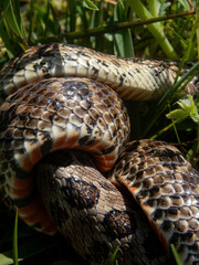 Closeup of snakes mating at the fields