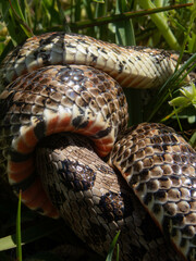 Closeup of snakes mating at the fields