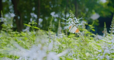 A serene scene of a Beautiful Butterfly Resting perched on a white flower amidst vibrant greenery Lush Green Garden with sunlight streaming through the trees.