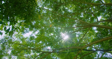 Sunlight Filtering Through Lush Green Tree Canopy in a Serene Forest Setting Capturing the Essence of Nature's Beauty and Tranquility