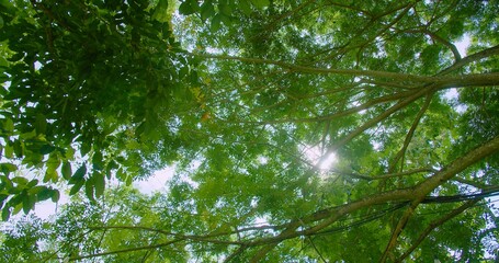 Sunlight Filtering Through Lush Green Tree Canopy in a Serene Forest Setting Capturing the Essence of Nature's Beauty and Tranquility