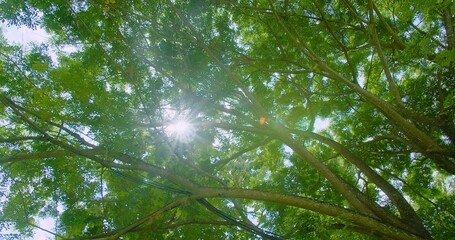 Sunlight Filtering Through Lush Green Tree Canopy in a Serene Forest Setting Capturing the Essence of Nature's Beauty and Tranquility