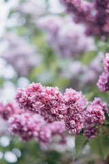 pink and white flowers in spring