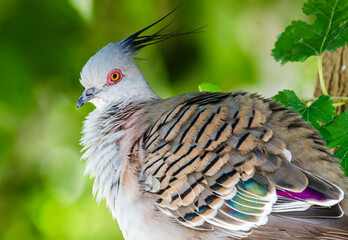 Crested Pigeon (Ocyphaps lophotes) a beautiful common pigeon of Australia.