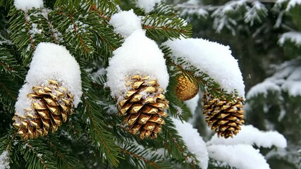 Golden pine cones are covered in snow on a snowy day