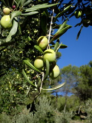 olive fruit ripenning on olive tree in sunny weather in october, south of france, near Aix en provence. Close up