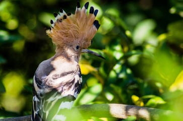 Eurasian Hoopoe or Common hoopoe (Upupa epops)
