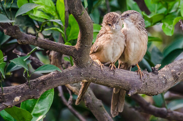 Couple of Common Babbler - Birds of Pakistan