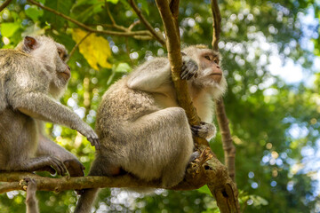 Monkeys in a forest in Bali, Indonesia