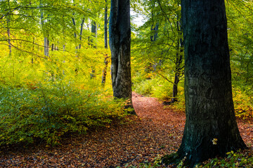 Ścieżka na Diablej Górze w Bukownie jesienną porą © pinus25