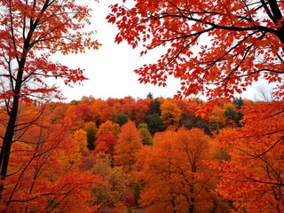 Vibrant fall leaves in red, orange, and yellow colors forming a dense canopy, beautiful, serene