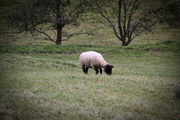 sheep grazing in a field