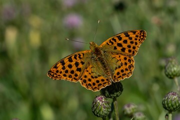 A brown and black spotted butterfly is perched on a flower