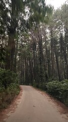 Fototapeta premium The pine forest in the evening