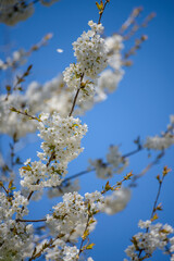 Fototapeta premium cherry blossom tree