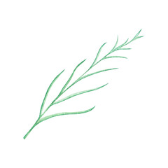 Fototapeta premium Christmas and New year watercolor hand drawn png decoration: foliage. Element for design pattern, invitation, textile, card, scrapbook. One object isolated on transparent. 