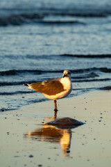 Gulls at Sea Rim State Park, Texas