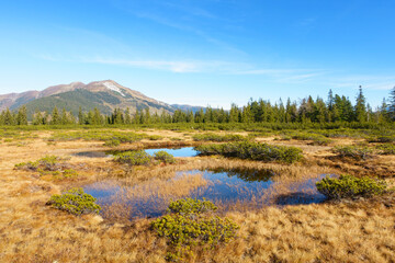 Herbstliche Moorlandschaft auf einem Hochplateau in Österreich