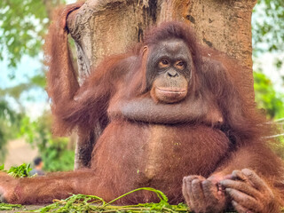 Fototapeta premium Portrait of an orangutan on a tree