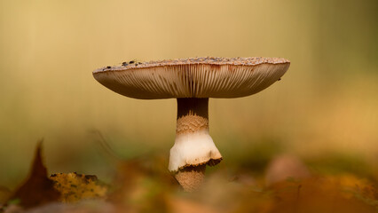 Amanita rubescens - blusher - Perlpilz oder Rötender Wulstling