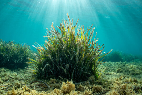 Posidonia oceanica, commonly known as Neptune grass or Mediterranean tapeweed